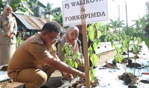Atasi Inflasi Pj Wali Kota Palopo Canangkan Gerakan Penanaman Cabai - foto