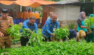 Kadis Pertanian Palopo Panen Perdana Sayuran KWT ft (1)
