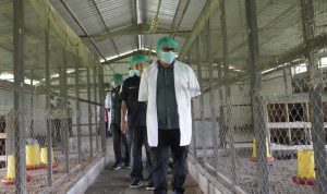 Tinjau Langsung UPTD Pembibitan Ternak Mancani ft