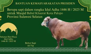 Wah! Dengan Bobot 807 Kilo, Palopo Dapat Sapi Kurban dari Presiden